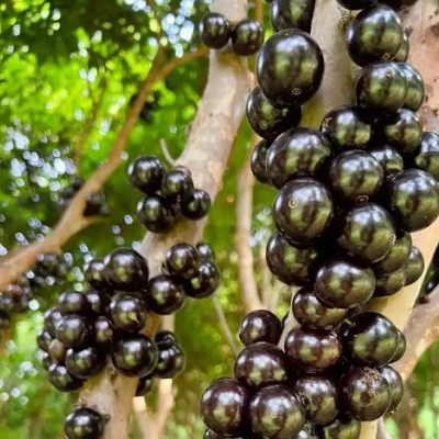 Jabuticaba