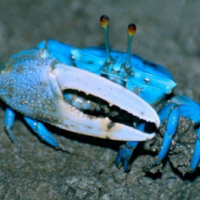 Blue Crab
