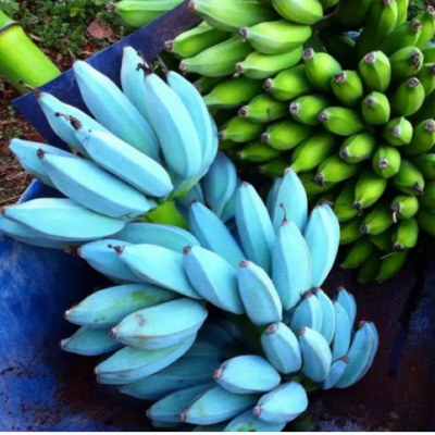 Blue Banana