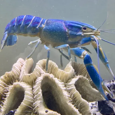 Blue Shrimp