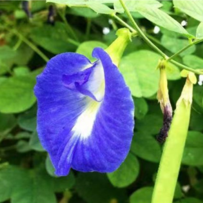 Butterfly Pea Flower