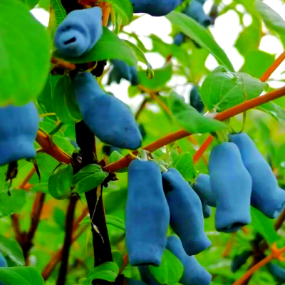Honeyberry