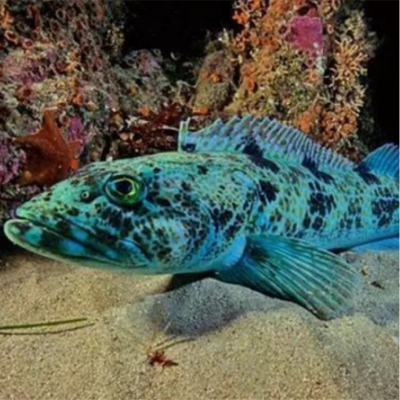 Blue Ling Fish