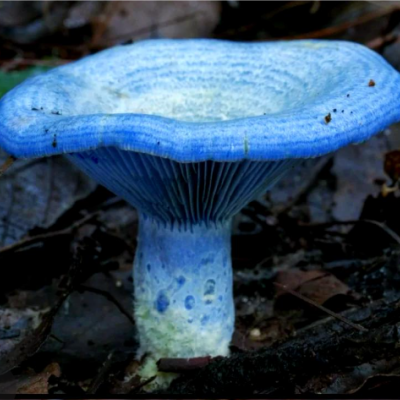 Indigo Milk Cap