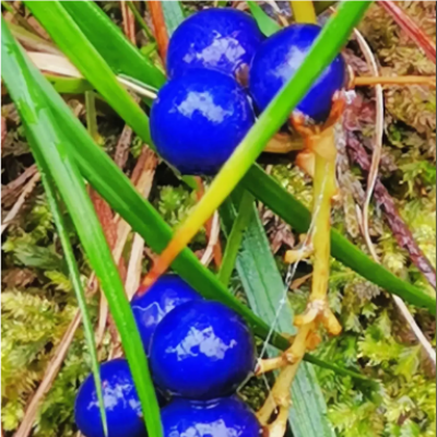 Ophiopogon Fruit