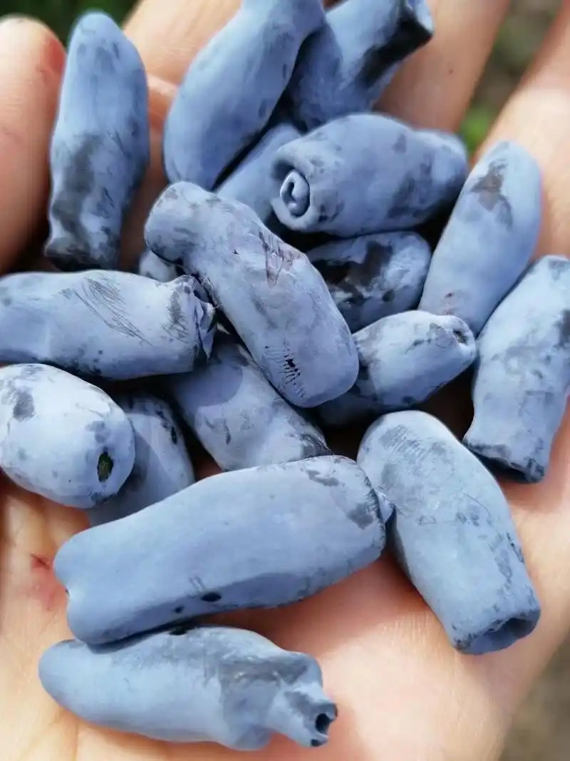 Fresh Blue Honeysuckle Berries