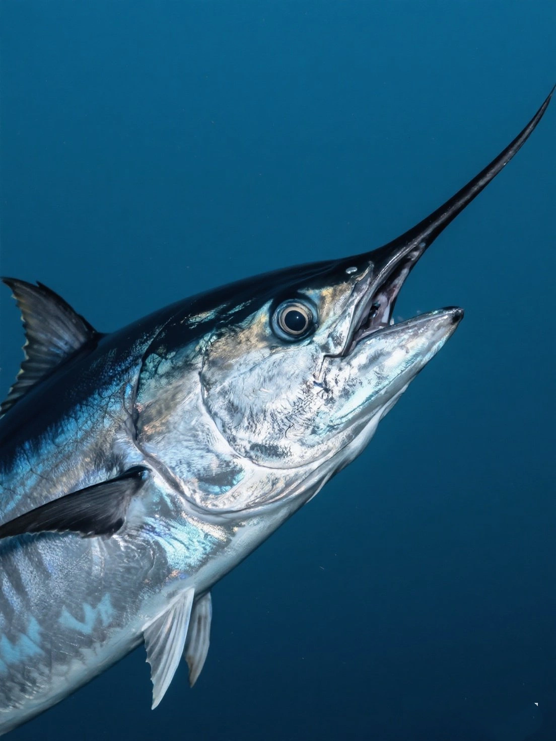 Blue Marlin