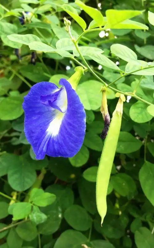Butterfly Pea Flower