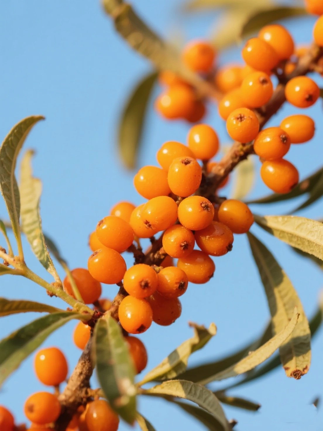 Sea Buckthorn Berries