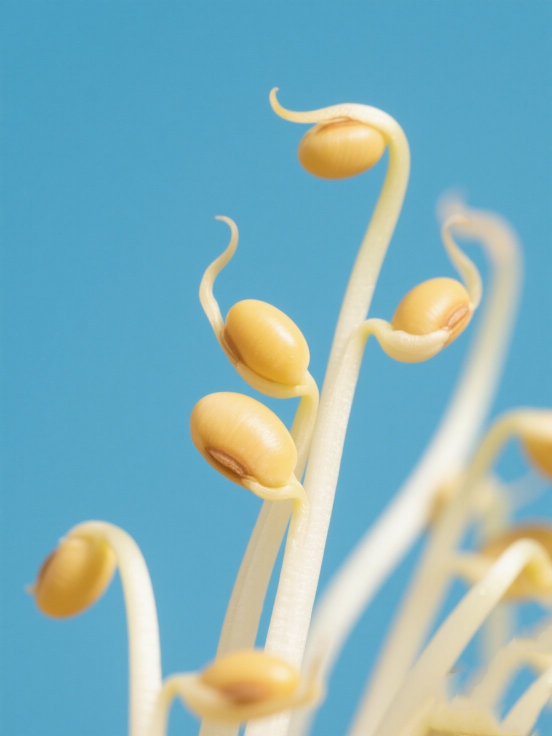 Fresh Yellow Mung Bean Sprouts