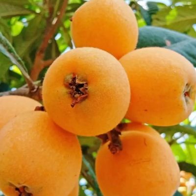 Loquat