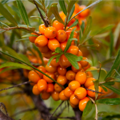 Sea Buckthorn Berry