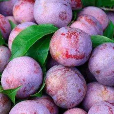 Plum