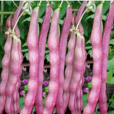 Purple Kidney Bean