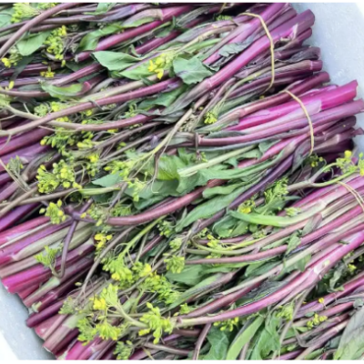 Red Shoots of Vegetable