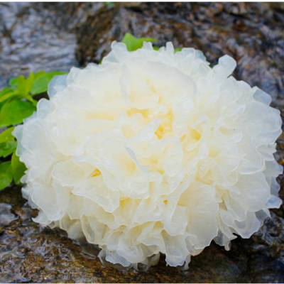 White Fungus (Tremella)