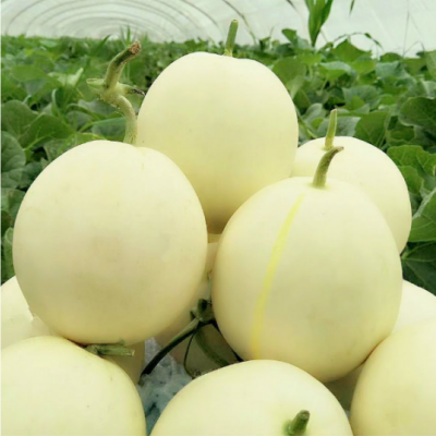 Muskmelon