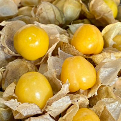 Physalis